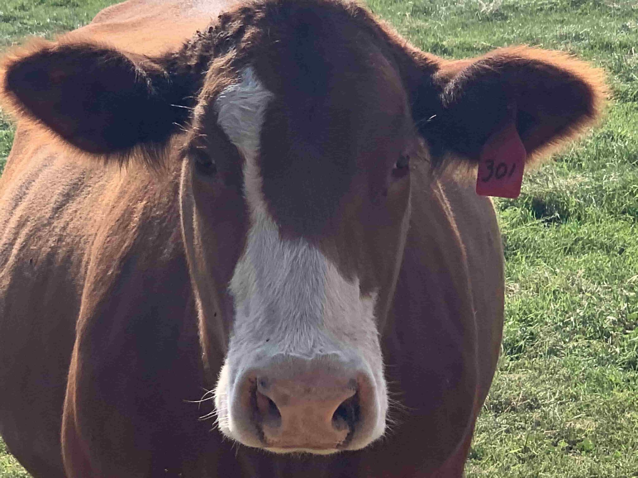 Garibay Ranch GrassFed Beef Yakima Washington